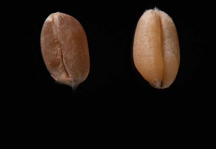 No, ‘ancient wheat’ was not healthier