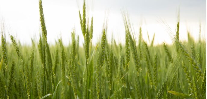 Close up of wheat in a wheat field