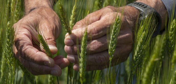A close up of hands examining wheat in a wheat field