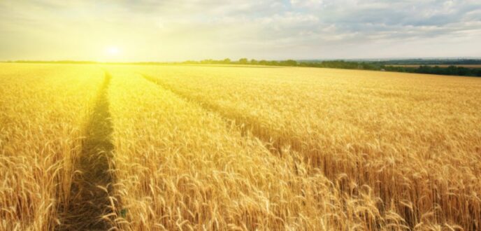 A field of golden wheat extending to the horizon