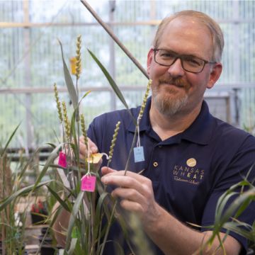 A man examinging tagged wheat strains in a greenhouse