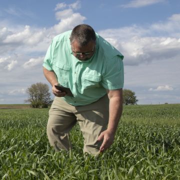 A man in a field leaning over young wheat and examining it